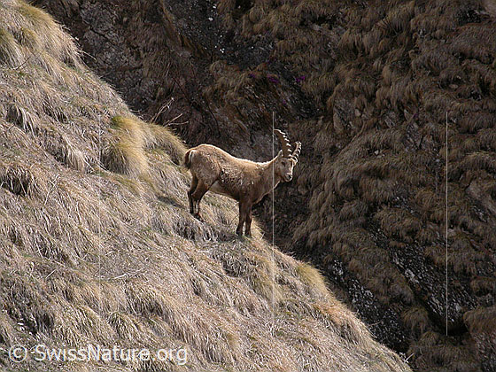 Foto: Steinbock, im Gelände. 
Lat.: Capra ibex