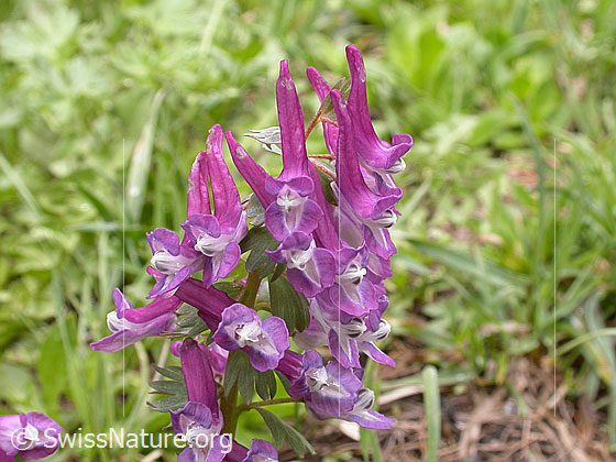 Blüten des Festknolligen Lerchensporns (Corydalis solida)