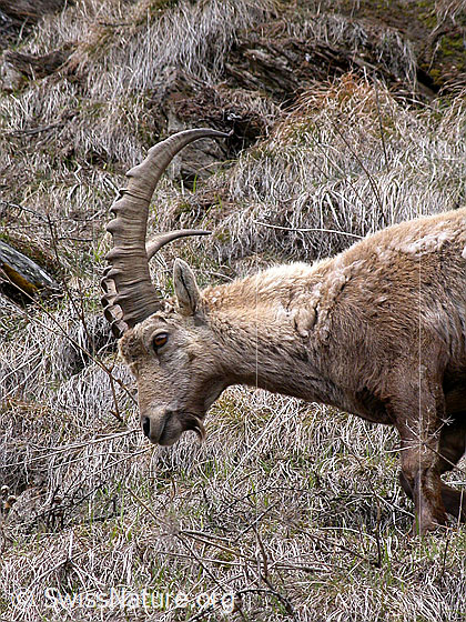 Foto: Steinbock, Aufnahme von Kopf, Hals und Vorderkörper.
Lat.: Capra ibex