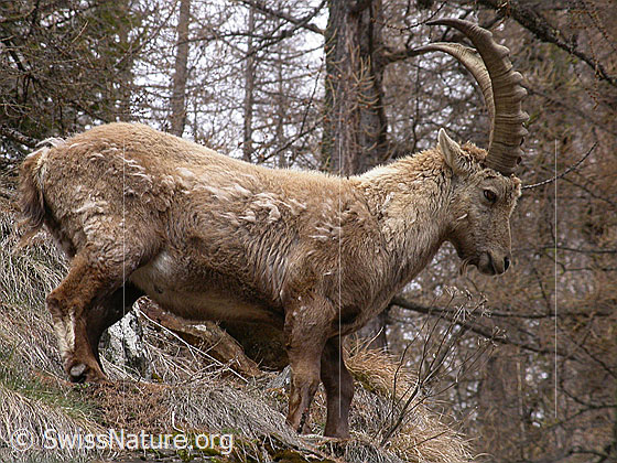 Foto: Steinbock,. Ansicht von der Seite. 
Lat.: Capra ibex