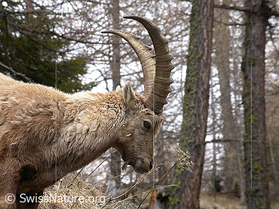 Foto: Steinbock. Kopf und Hals von der Seite. 
Lat.: Capra ibex