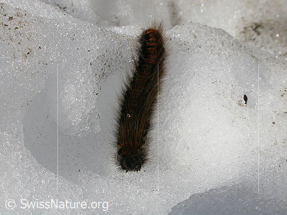 Foto: Raupe des Brombeerspinner auf Schnee 
Lat.: Macrothylacia rub
Familie: Lasiocampidae (Glucken)