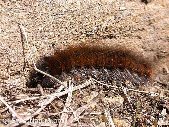 Foto: Raupe des Brombeerspinner auf erdigem Boden/an Stein 
Lat.: Macrothylacia rub
Familie: Lasiocampidae (Glucken)