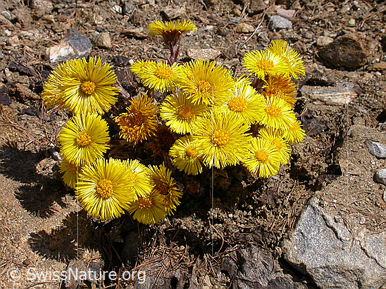 Foto: Huflattich
Lat.: Tussilago farfara
Familie: Asteraceae (Kobblütler)