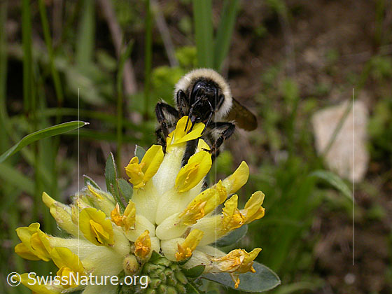 Foto: Berghummel (Bombus mesomelas) an Echtem Wundklee (Anthyllis vulneraria). Ansicht von vorne.
