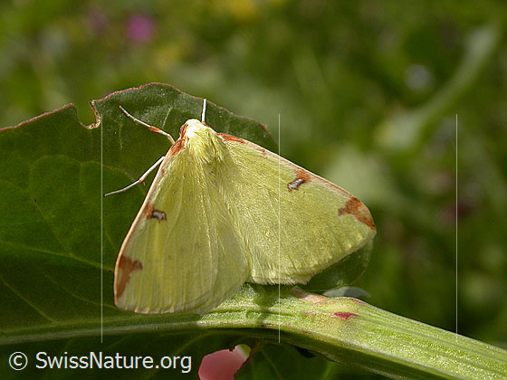 Foto: Gelbspanner (Opisthograptis luteolata). Flügel geöffnet. Ansicht von oben. 
Familie: Geometridae (Spanner)
Unterfamilie: Ennominae
Gattung: Opisthograptis