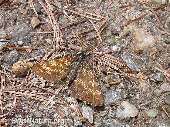 Foto: Wahrscheinlich Heidespanner (Ematurga atomaria).
Lat.: Ematurga atomaria
Familie: Geometridae (Spanner)