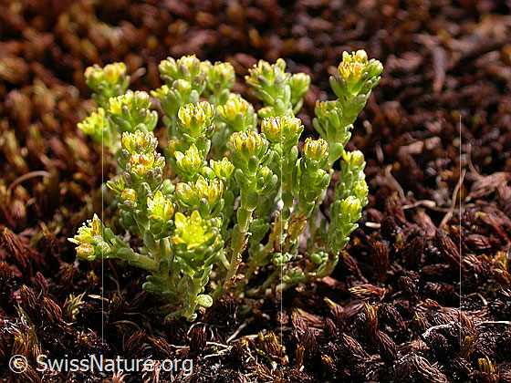 Foto: Alpen-Mauerpfeffer. Ganze Pflanze.
Lat.: Sedum alpestre 
Familie: Crassulaceae (Dickblattgewächse)