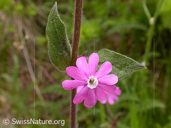 Rote Waldnelke (Silene dioica)
