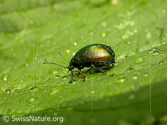 Foto: Längsgestreifter Blattkäfer (Chrysomela cerealis) auf Blatt mit Wassertropfen.
Lat.: Chrysomela cerealis
Familie: Chrysomelidae (Blattkäfer)
Unterfamilie: Chrysomelinae
Gattung: Chrysomela