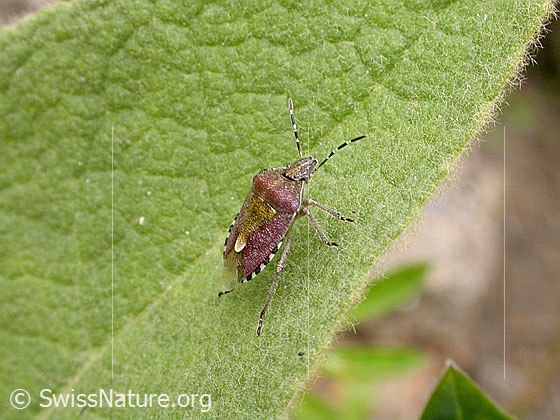 Foto: Beerenwanze (Dolycoris baccarum) auf Blatt.
Lat.: Dolycoris baccarum
Familie: Pentatomidae (Baumwanzen)