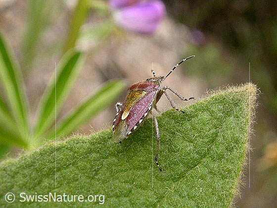 Foto: Beerenwanze (Dolycoris baccarum)
Lat.: Dolycoris baccarum
Familie: Pentatomidae (Baumwanzen)