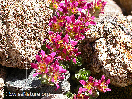 Foto: Zweiblütiger Steinbrech, Blüte 
Lat.: Saxifraga biflora 
Familie: Saxifragaceae