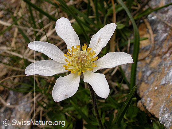 Blüte der Monte Baldo-Anemone