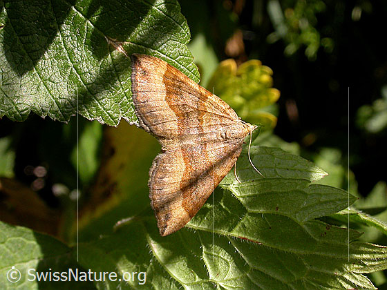 Foto: Braungebändertet Linienspanner (Scotopteryx chenopodiata). Flügel geöffnet. Ansicht von oben. Wird auch Braunbinden-Wellenstriemenspanner genannt.