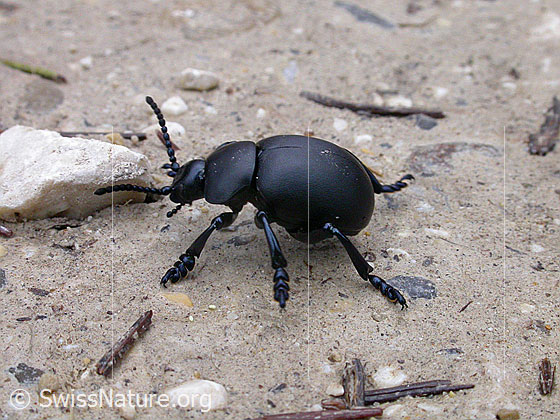 Photo: Leaf beetle (Timarcha goettingensis)
Lat.: Timarcha goettingensis
Family: Chrysomelidae
Subfamily: Chrysomelinae
Genus: Timarcha