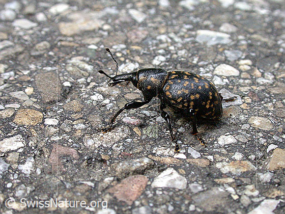 Foto: Kleiner Pestwurzrüssler (Liparus germanus), Länge 12-16mm. Dieser Rüsselkäfer wird auch Deutscher Trägrüssler genannt.
Umgebung: Fahrstrasse, ca. 550m ü.M.
Lat.: Liparus germanus
Familie: Curculionidae (Rüsselkäfer)
Gattung: Liparus