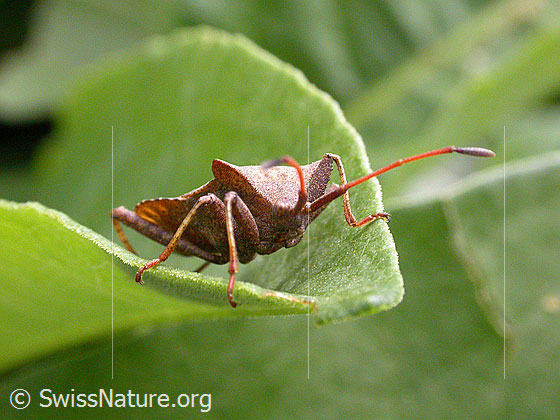 Photo: Coreus marginatus, clinging to the edge of a leaf.