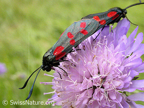Foto: Gewöhnliche Widderchen (Zygaena filipendulae), Paarung
Umgebung: Unbekannt.
Lat.: Zygaena filipendulae
Familie: Zygaenidae (Widderchen)
Unterfamilie: Zygaeninae (Rotwidderchen) 
Gattung: Zygaena