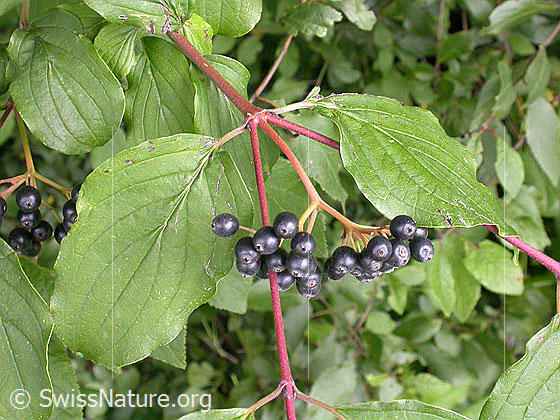 Foto: Roter Hornstrauch