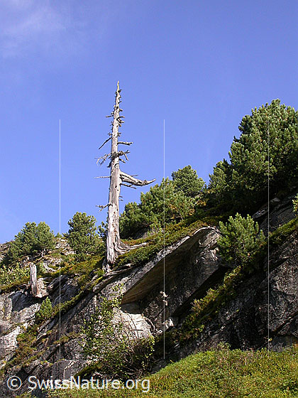 Foto: Abgestorbene Arve, Arven, Felsen