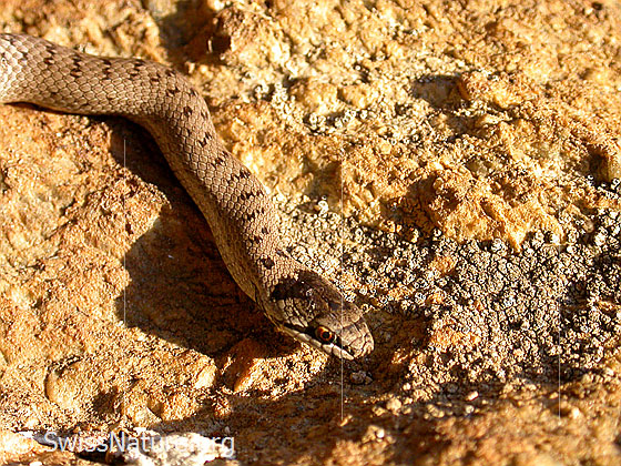 Foto: Schlingnatter (Coronella austriaca).