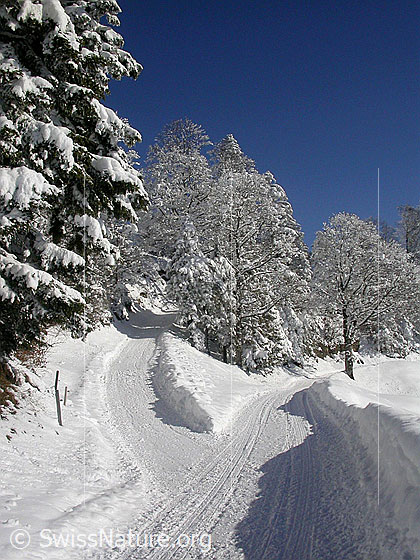 Foto: Gabelung eines Fahrwegs in Winterlandschaft.
