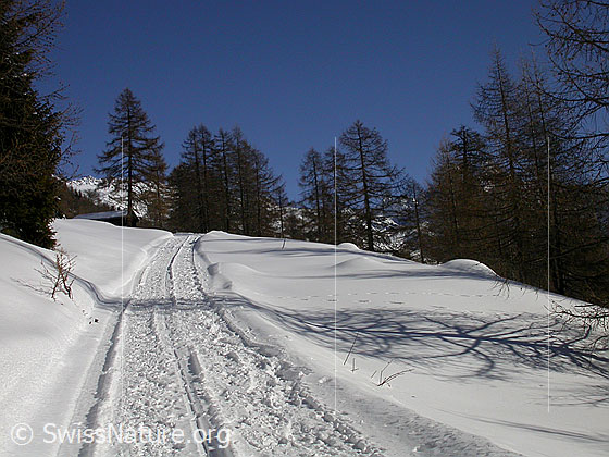 Foto: Winterwanderweg bei Eggerebode.