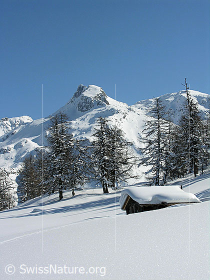 Foto: Alphütte bei Dri Stafle. Im Hintergrund lichter Lärchenwald und das Schinhorn.