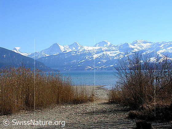Foto: Blick über den Thunersee Richtung Berner Alpen mit Eiger, Mönch und Jungfrau. Das Ufer ist mit Schilf bewachsen.
