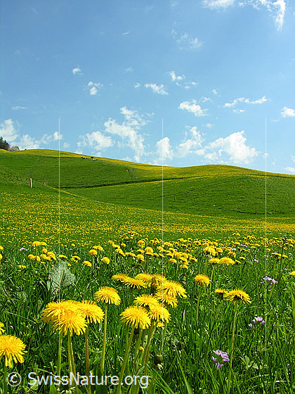 Foto: Wiese mit blühendem Löwenzahn, blauer Himmel mit weissen Wolken.