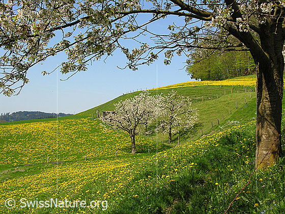 Foto: Blühende Kirschbäume in Wiese mit blühendem Löwenzahn.