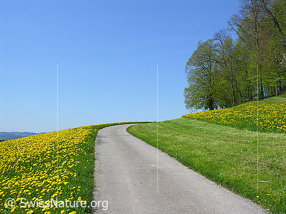 Foto: Strasse, rechts und links von Wiese mit blühendem Löwenzahn umgeben. Waldrand und blauer Himmel.