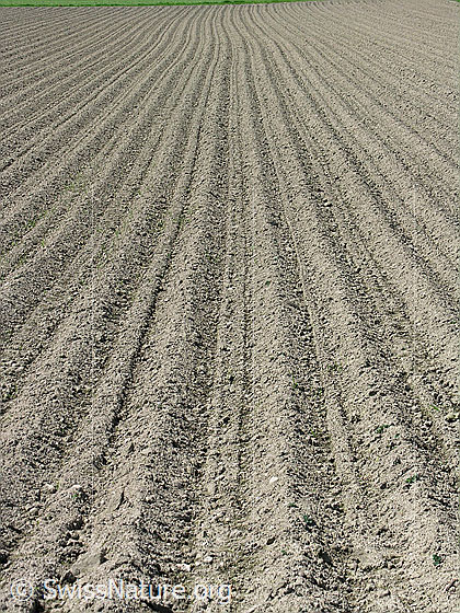 Foto: Frisch bestellter Kartoffelacker.