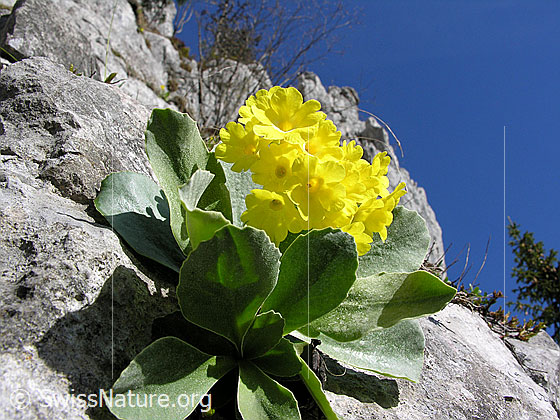 Foto: Flühblümchen auf Kalkfels.
Lat.: Primula auricula
Fam: Primulaceae