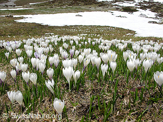 Foto: Alp Ällgäuli: Wiese mit vielen Frühlings-Krokus. 
Lat.: Crocus albiflorus
Familie: Iridaceae