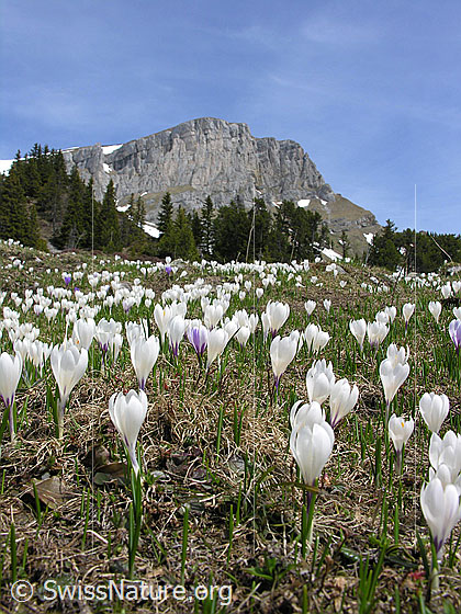 Foto: Alp Ällgäuli: Wiese mit vielen Frühlings-Krokus. Im Hintergrund der Furggengütsch mit seinen Felswänden.
Lat.: Crocus albiflorus
Familie: Iridaceae