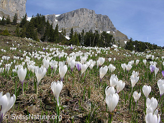 Foto: Alp Ällgäuli: Wiese mit vielen Frühlings-Krokus. Im Hintergrund der Furggengütsch mit seinen Felswänden.
Lat.: Crocus albiflorus
Familie: Iridaceae
