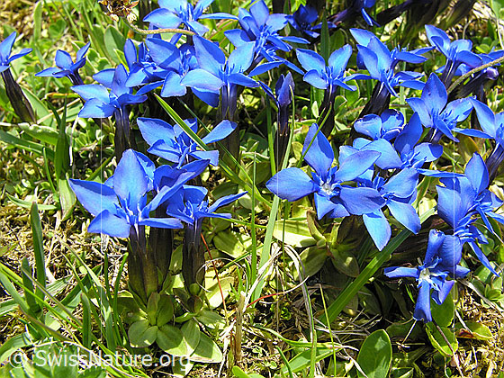 Foto: Frühlings-Enzian, Gruppe
Lat.: Gentiana verna
Familie: Gentiananceae (Enziangewächse)