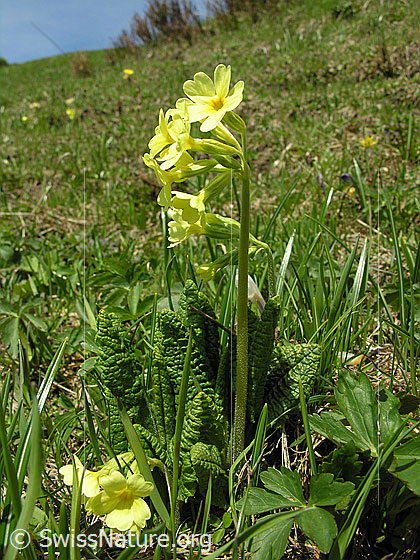 Foto: Wald-Schlüsselblume
Lat.: Primula elatior
Familie: Primulaceae