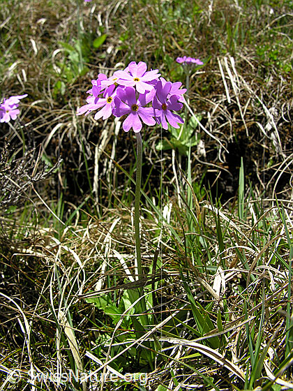 Foto: Mehl-Primel
Lat.: Primula farinosa
Familie: Primulaceae