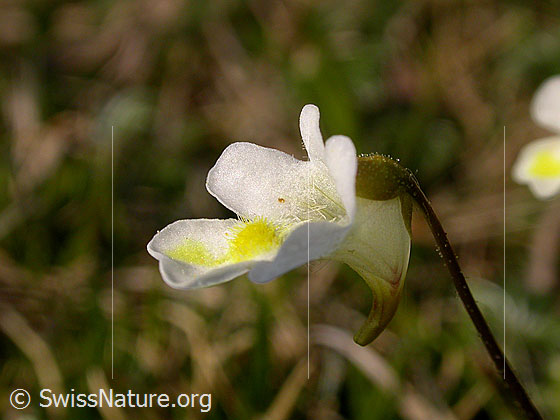 Foto: Alpen-Fettblatt, Blüte
Lat.: Pinguicula alpina
Familie: Lentibulariaceae (Wasserschlauchgewächse)
Gattung: Pinguicula (Fettkräuter)