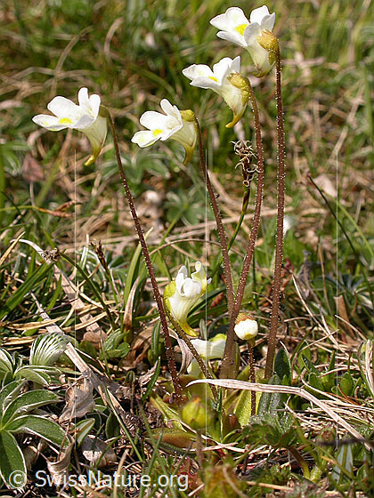 Foto: Alpen-Fettblatt
Lat.: Pinguicula alpina
Familie: Lentibulariaceae (Wasserschlauchgewächse)
Gattung: Pinguicula (Fettkräuter)