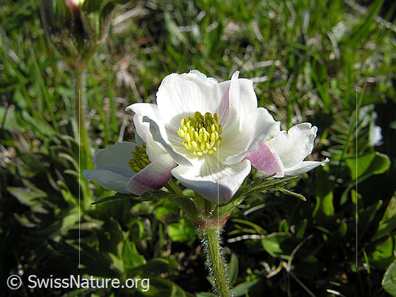 Foto: Narzissenblütige Anemone, Blüte
Lat.: Anemone narcissiflora
Familie: Ranunculaceae