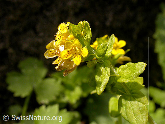 Foto: Tozzie (Tozzia alpina)
Lat.: Tozzia alpina
Familie: Orobanchaceae (Sommerwurzgewächse)
Gattung: Tozzia