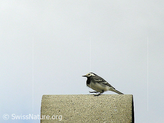 Foto: Bachstelze (Motacilla alba) im Brutkleid.
Lat.: Motacilla alba
Familie: Motacillidea (Stelzen und Pieper)
Unterordnung: Passeriformes (Sperlingsvögel)