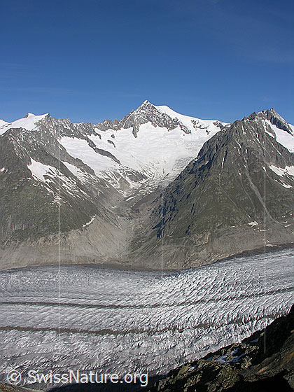 Foto: Blick vom Eggishorn über den Aletschgletscher und den Mittelaletschgletscher zu Geisshorn, Aletschhorn und Olmenhorn.