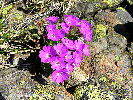 Foto: Rote Felsen-Primel 
Lat.: Primula hirsuta 
Familie: Primulaceae