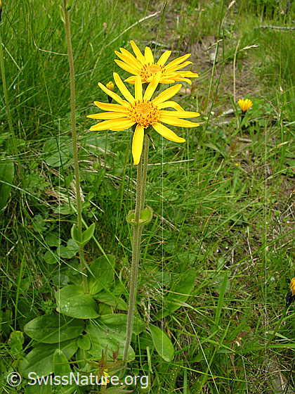 Foto: Arnika 
Lat.: Arnica montana 
Familie: Asteraceae
