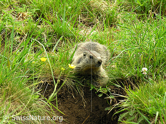 Foto: Junges Murmeltier sonnt sich beim Eingang seines Baus. 
Lat.: Marmota marmota